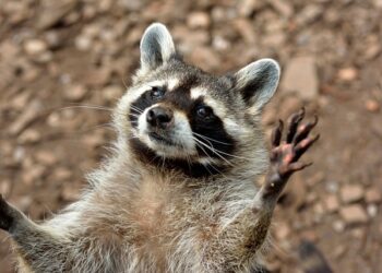 Szopka o szopy pracze