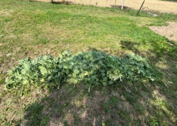 34 – latek usłyszał zarzuty za uprawę konopii i kradzież mienia