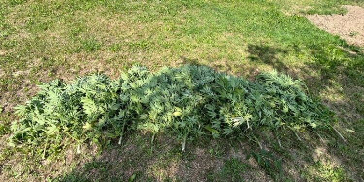 34 – latek usłyszał zarzuty za uprawę konopii i kradzież mienia