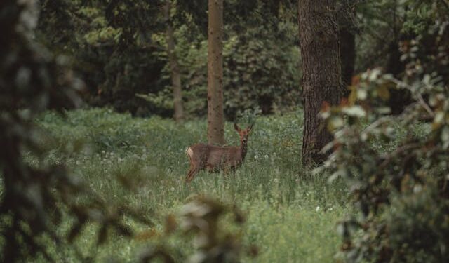 Polowanie dewizowe na terenie gminy Zgorzelec