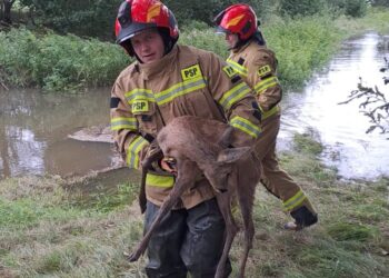 Podsumowanie działań Komendy Powiatowej Państwowej Straży Pożarnej w Zgorzelcu