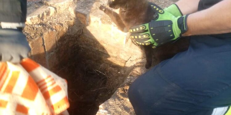 Strażacy z OSP Pieńsk uratowali kotka