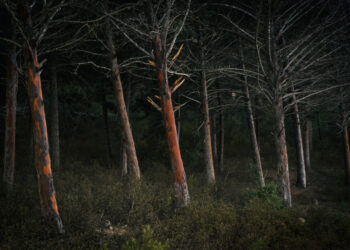 91-letni grzybiarz odnaleziony w lesie