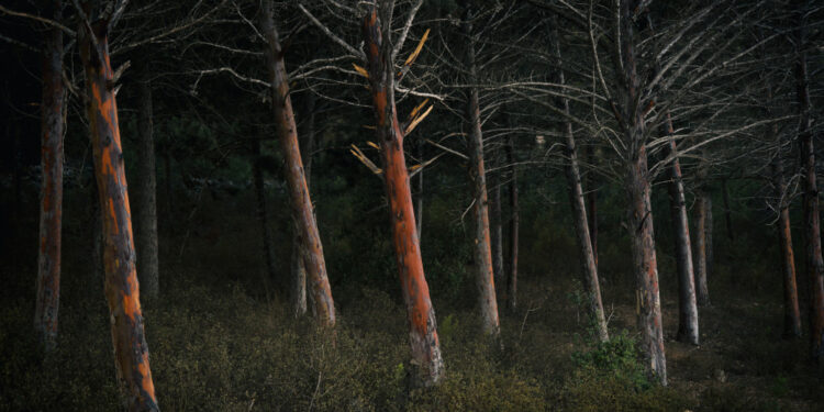 91-letni grzybiarz odnaleziony w lesie