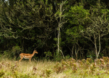 Urząd Gminy Zgorzelec: Planowane polowania zbiorowe