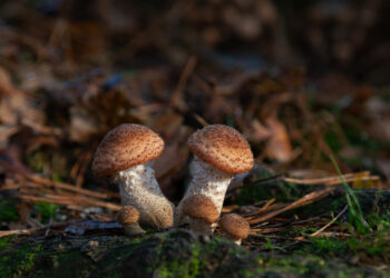 73 – latek zgubił się w lesie w Bielawie Dolnej