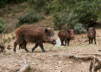 Harmonogram polowań w gminie Zgorzelec – zachowajcie ostrożność!