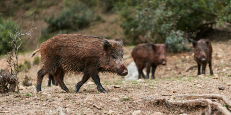 Harmonogram polowań w gminie Zgorzelec – zachowajcie ostrożność!