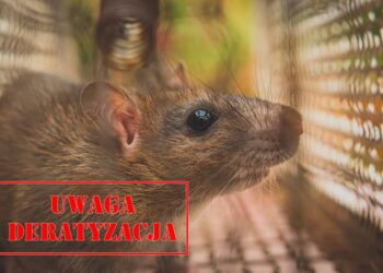 Plaga szczurów w Bogatyni? Będzie deratyzacja