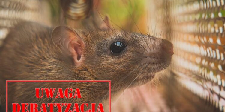 Plaga szczurów w Bogatyni? Będzie deratyzacja