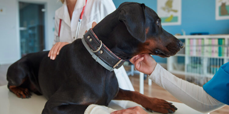 Urząd Miasta Zgorzelec o całodobowej klinice weterynaryjnej i opiece nad zwierzętami
