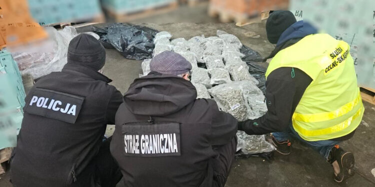 Straż Graniczna udaremniła przemyt 277 kg marichuany i 16 tys. butelek alkoholu