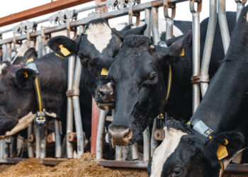Kontrole na granicy w związku z przypadkami pryszczycy w Niemczech