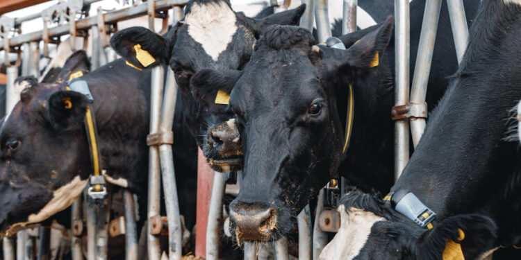 Kontrole na granicy w związku z przypadkami pryszczycy w Niemczech