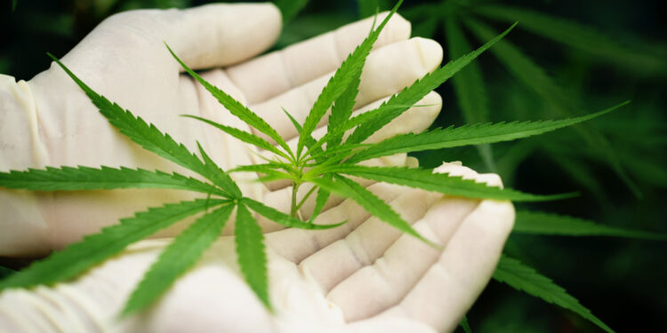 Seniorka spod Lubania marichuanowym baronem