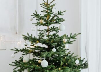 Odbiór choinek świątecznych w 2025 roku