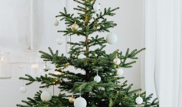 Odbiór choinek świątecznych w 2025 roku