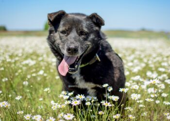 Adoptuj Dłużyniaka – suczka Hana