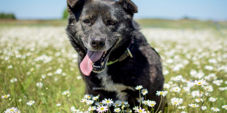 Adoptuj Dłużyniaka – suczka Hana