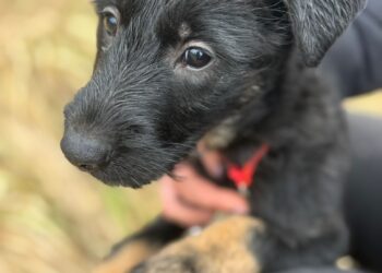 Adoptuj Dłużyniaka – szczeniaczek Aria