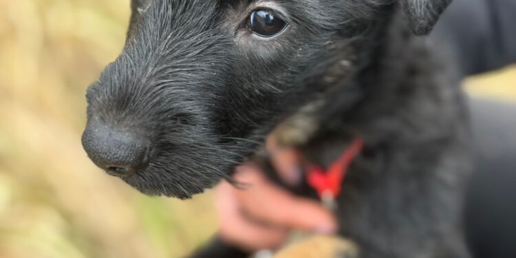 Adoptuj Dłużyniaka – szczeniaczek Aria