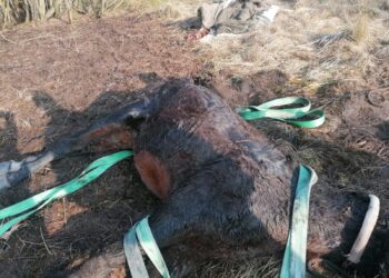 To wszystko z zawiści – właściciel konia z Małej Wsi Górnej zabiera głos w sprawie