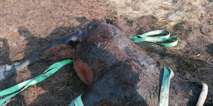 To wszystko z zawiści – właściciel konia z Małej Wsi Górnej zabiera głos w sprawie