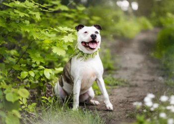 Adoptuj Dłużyniaka! Pies Buli