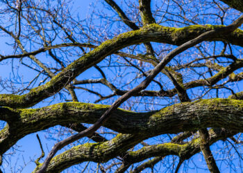 Przycinka drzew i krzewów w pasie drogowym
