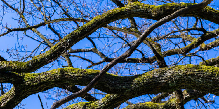 Przycinka drzew i krzewów w pasie drogowym