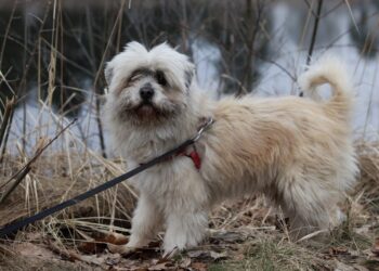 Adoptuj Dłużyniaka – Kudłaty czeka na dom!