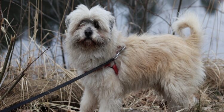 Adoptuj Dłużyniaka – Kudłaty czeka na dom!