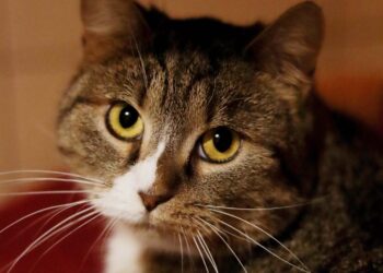 Adoptuj Dłużyniaka! Ponura – kotka, która czeka na swoją szansę