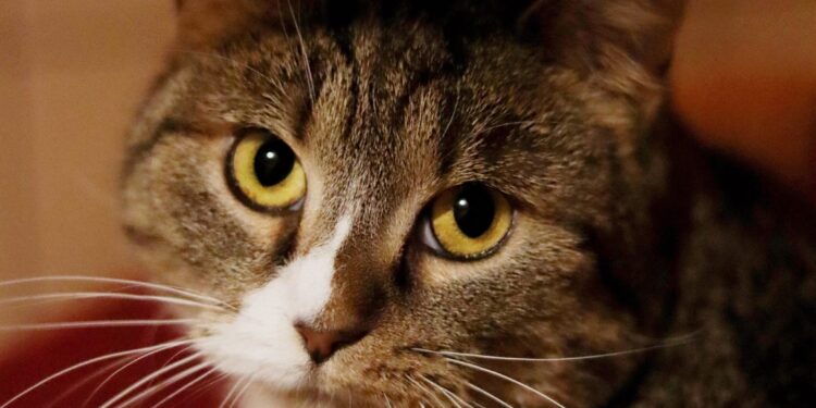 Adoptuj Dłużyniaka! Ponura – kotka, która czeka na swoją szansę