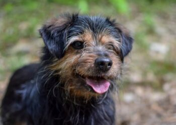 Adoptuj Dłużyniaka. Bruno – idealny kandydat na kanapowego przyjaciela