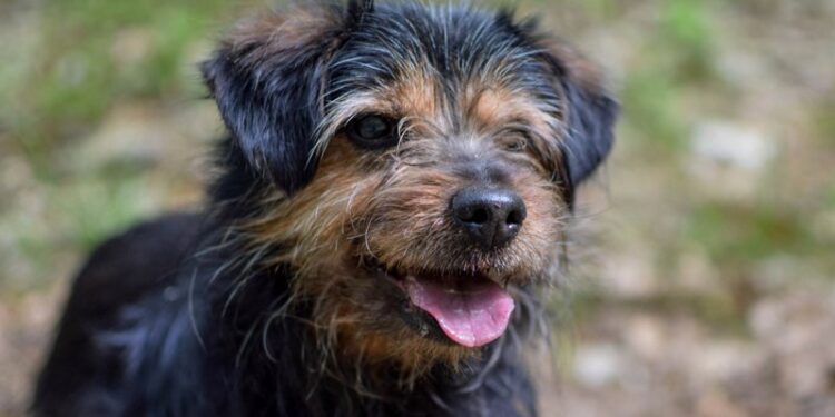 Adoptuj Dłużyniaka. Bruno – idealny kandydat na kanapowego przyjaciela