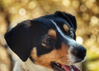 Adoptuj Dłużyniaka! Poznaj Diunę – suczkę, która czeka na swój dom!