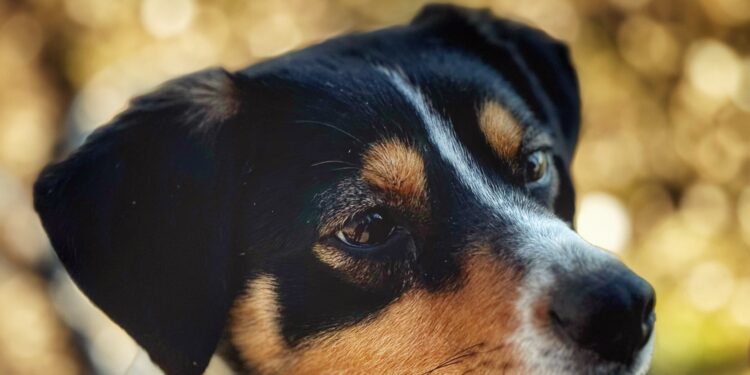 Adoptuj Dłużyniaka! Poznaj Diunę – suczkę, która czeka na swój dom!