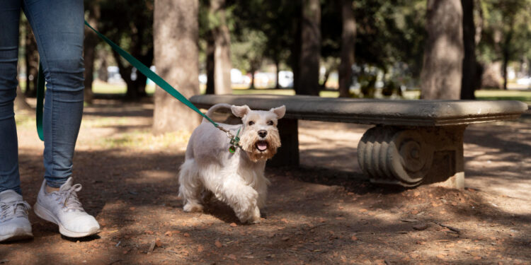 Czy w Parku Paderewskiego powstanie strefa dla zwierząt?