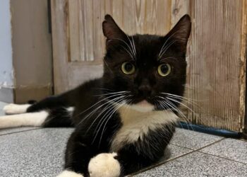 Adoptuj Dłużyniaka! Kot Filuś szuka domu