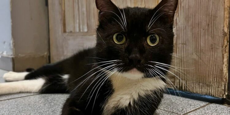 Adoptuj Dłużyniaka! Kot Filuś szuka domu