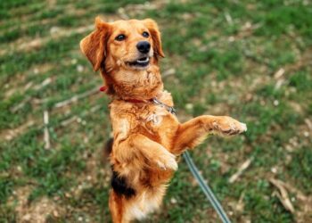 Adoptuj Dłużyniaka! Punia szuka domu