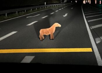 Niebezpieczny żart na drodze. Koń by się uśmiał…