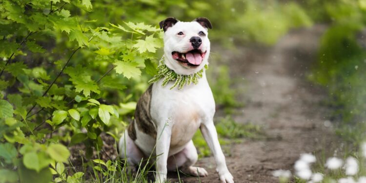 Buli potrzebuje wsparcia! Zbiórka na testy alergiczne dla mieszkańca schroniska!