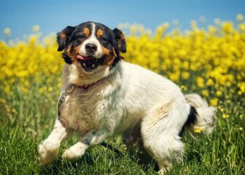 Adoptuj Dłużyniaka! Pando szuka domu