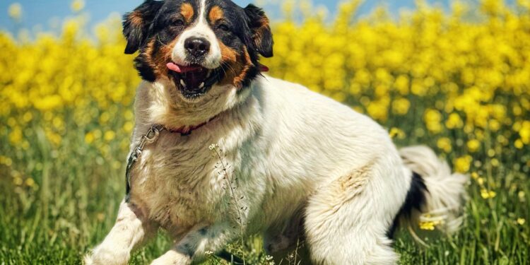 Adoptuj Dłużyniaka! Pando szuka domu