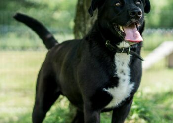 Adoptuj Dłużyniaka! Kacper szuka domu