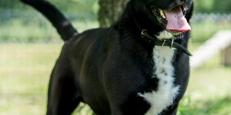 Adoptuj Dłużyniaka! Kacper szuka domu