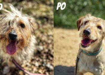 Andrut po metamorfozie poleca się do adopcji!