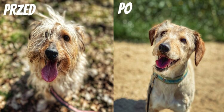 Andrut po metamorfozie poleca się do adopcji!